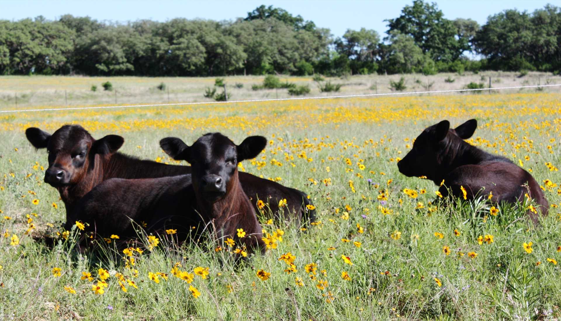                                                 We raise organic Angus Cattle