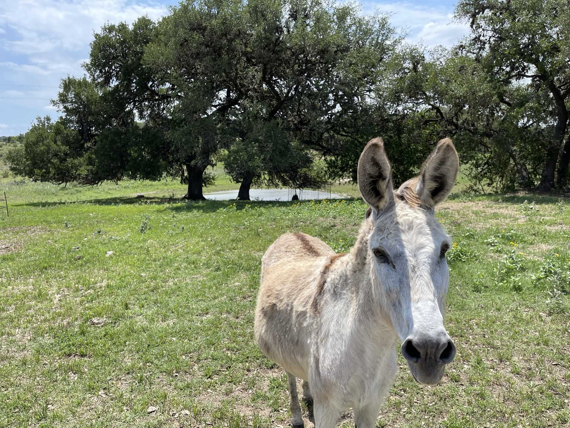                                                 This is your official greeter, Charlie the donkey. The hosts don't have the heart to tell him he isn't in charge!