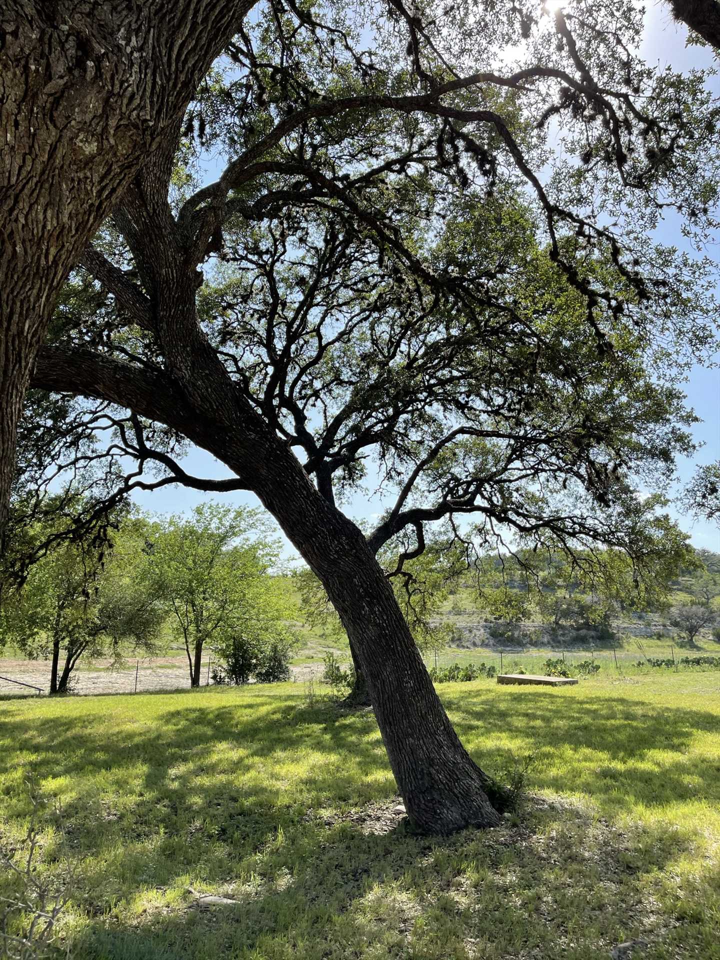                                                 If you'd like to see more of our gorgeous Texas Hill Country, there are plenty of winding roads in the vicinity, on which you can take a scenic tour!