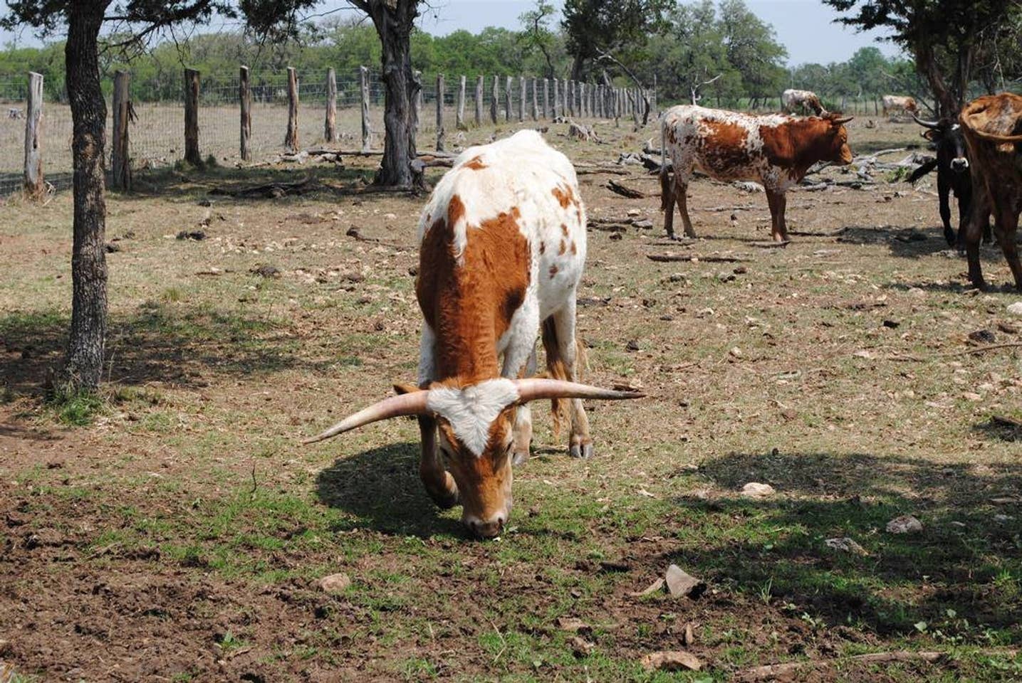                                                 Longhorns roam the pastures here, they're a Texas classic!