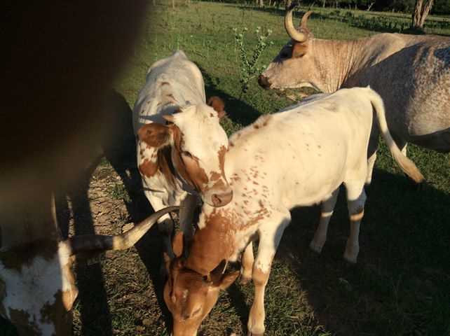                                                 It wouldn't be Texas without Longhorns, and there are plenty that roam the ranch!