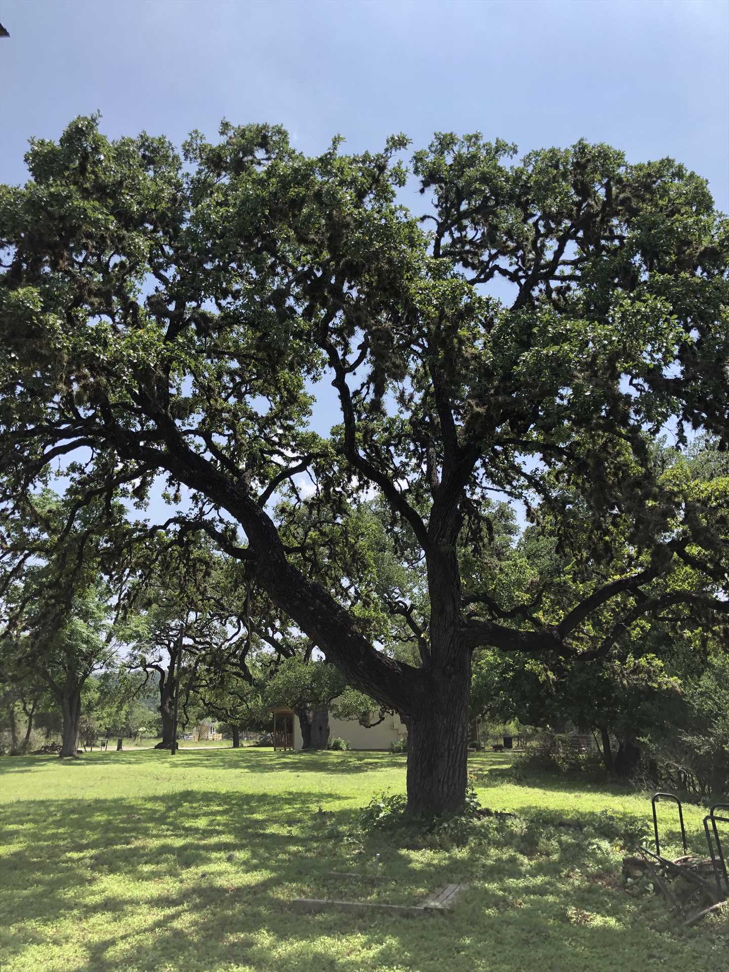                                                 Plenty of oaks and other trees cover the property here. They provide the perfect setting in which you can unwind.