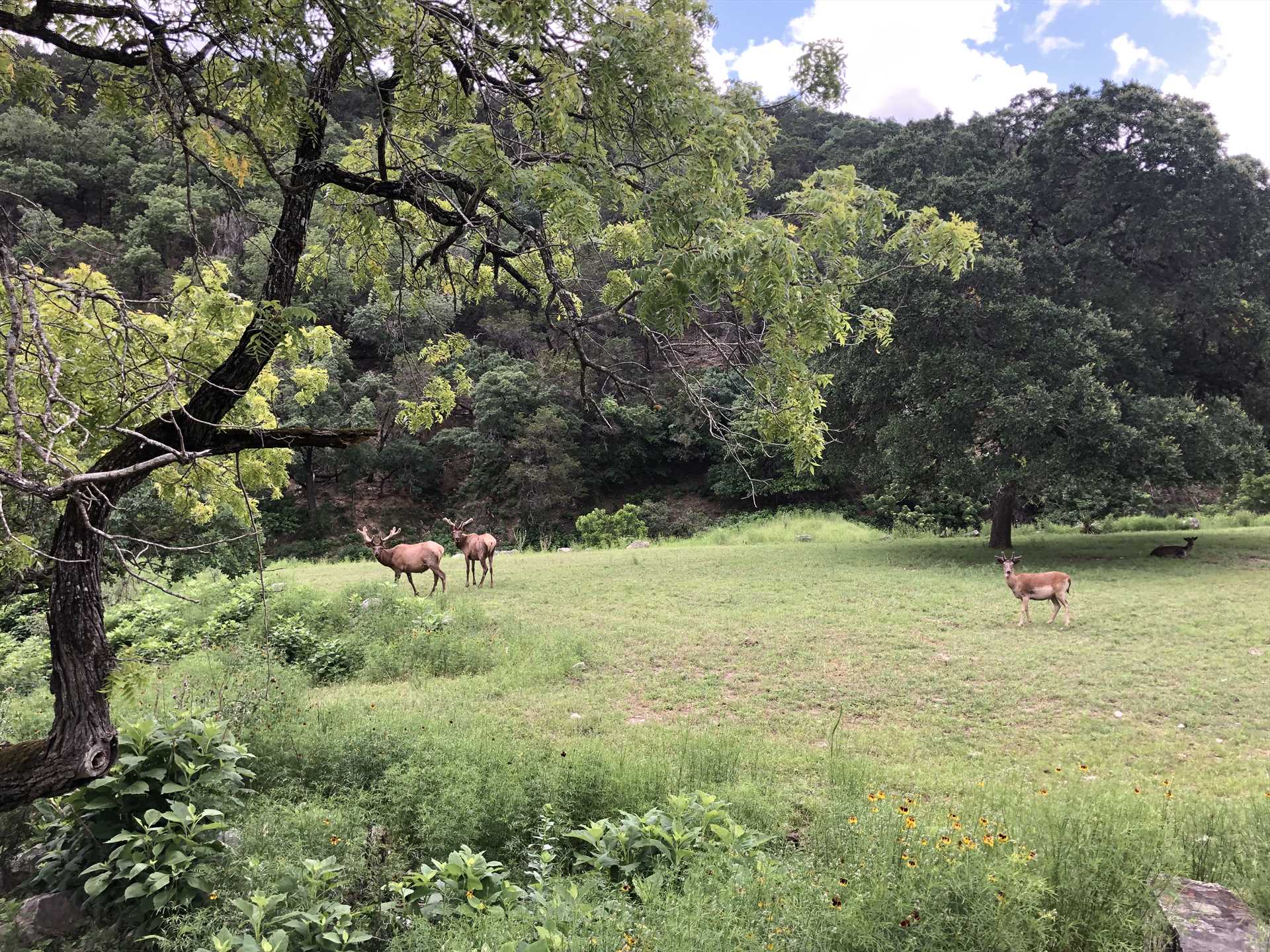                                                 Wildlife are encouraged to visit the ranch as a safe space, and this presents a great opportunity for our guests to spot them!