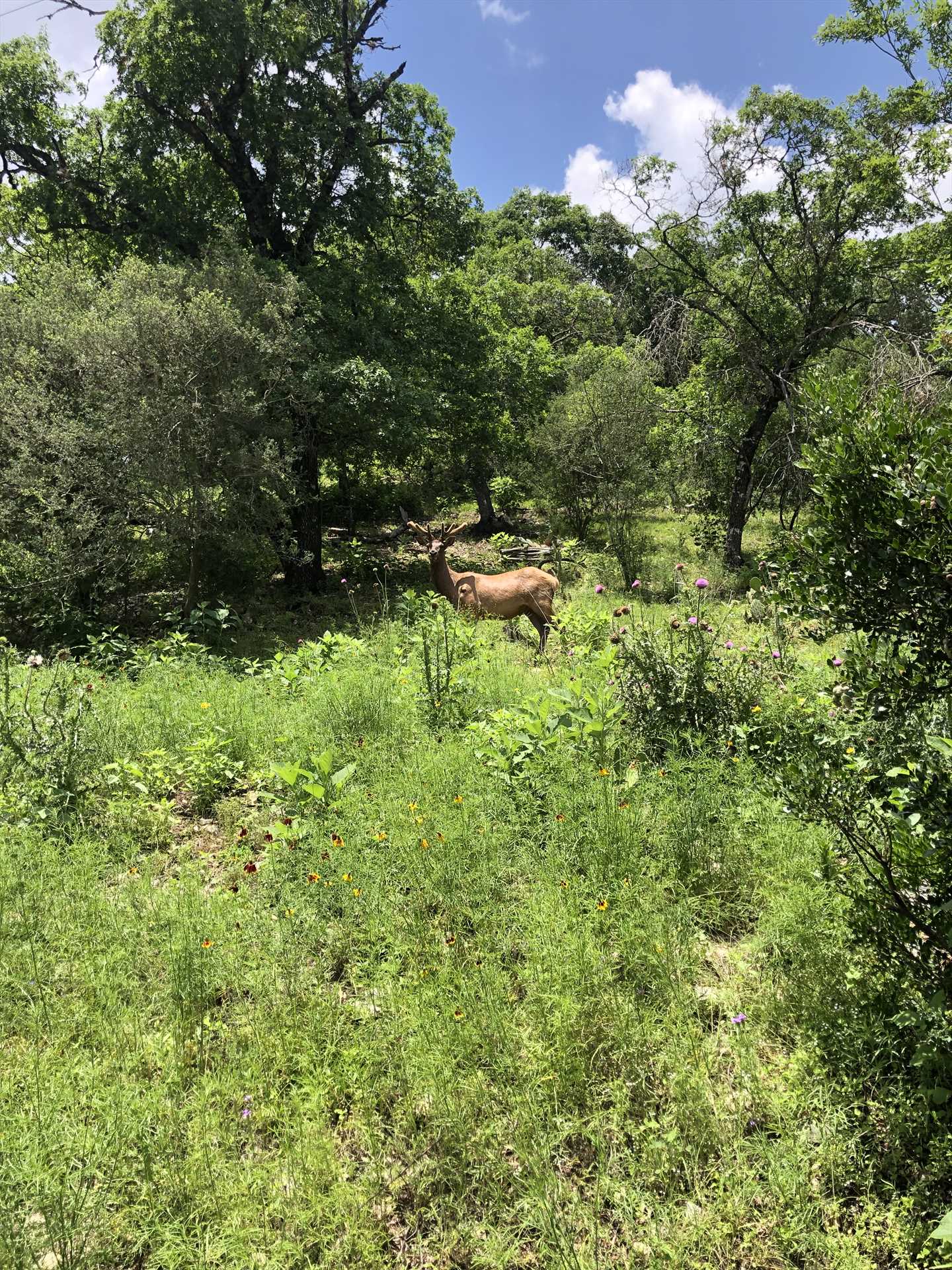                                                 Deer, elk, bison, and even a zebra call the ranch home, and our guests love the added thrill of spotting them!