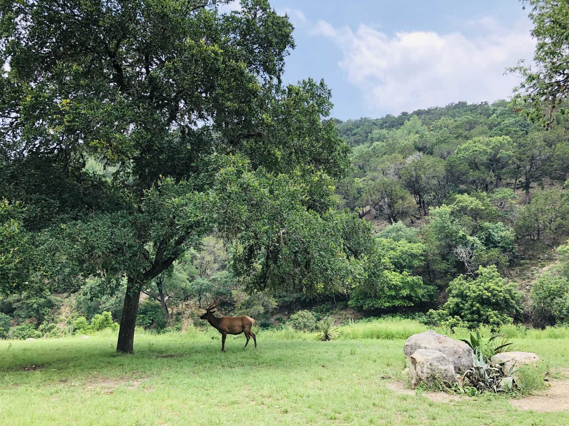                                                 There's no better place to find sweet solitude than the Texas Hill Country.