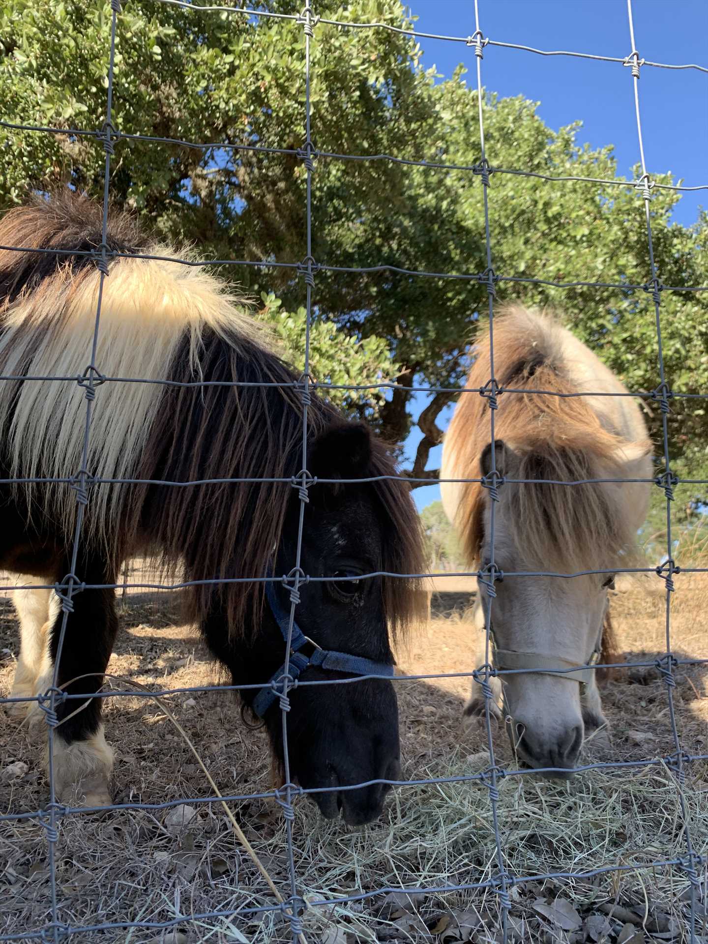                                                 Feel free to say hello to the friendly miniature (and regular-sized) horses at the ranch!