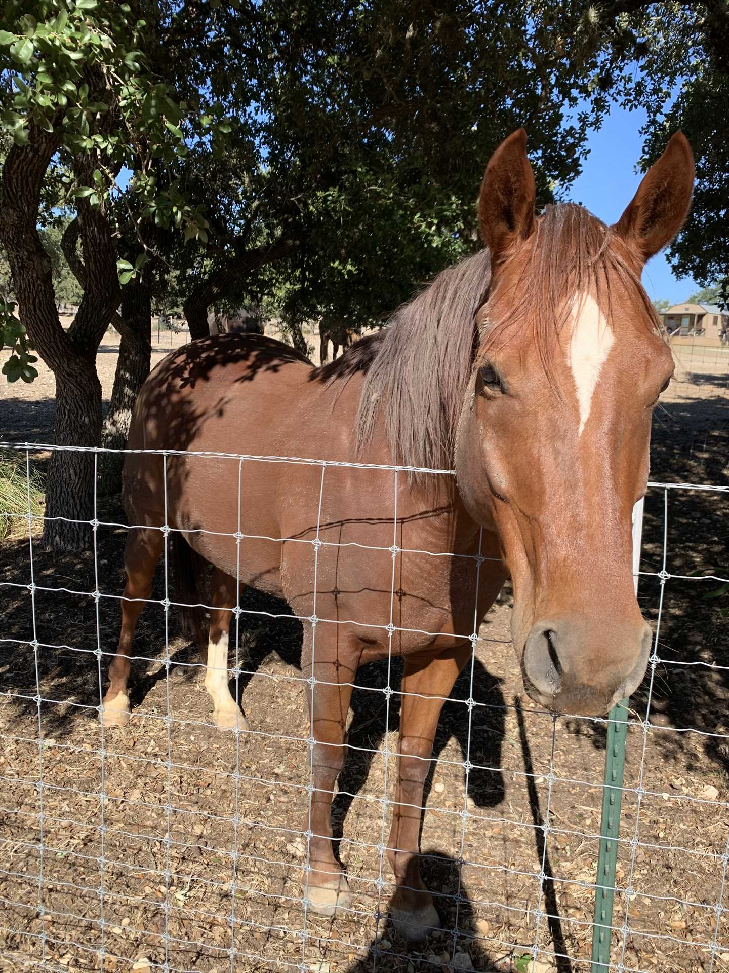                                                 Tabasco Ranch has several horses on-site, and you can also bring your own! Check with us for details if that interests you.