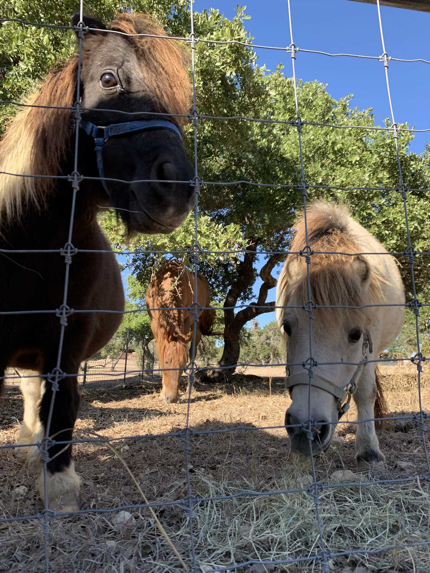                                                 Buttercup and Jelly Bean are rescued miniature horses who have found a comfortable forever home on Tabasco Ranch.