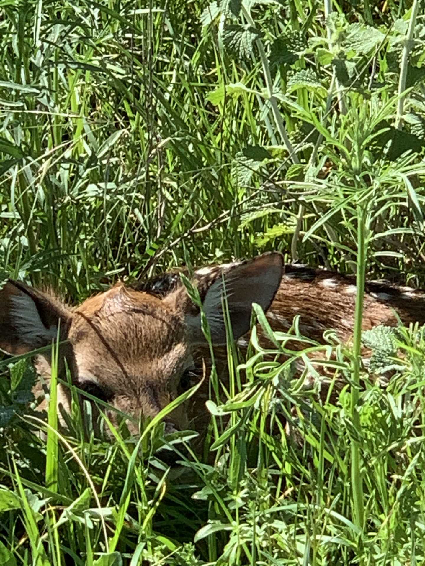                                                 This shy little fella is an Axis deer, one of the many species of local animals you'll see on the grounds.