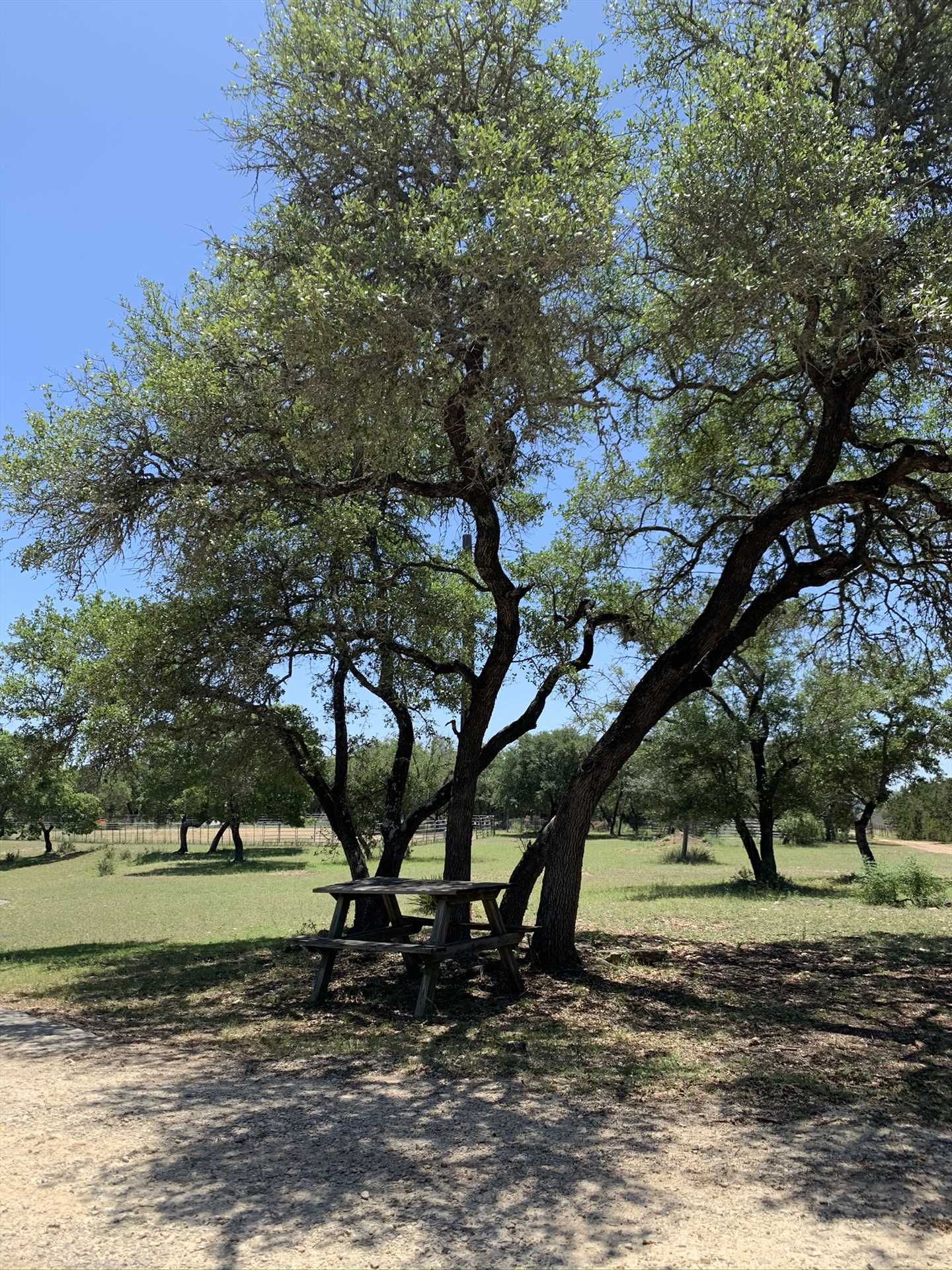                                                 Imagine a country picnic in the shade, with soft Hill Country breezes and twittering birds as your background music!