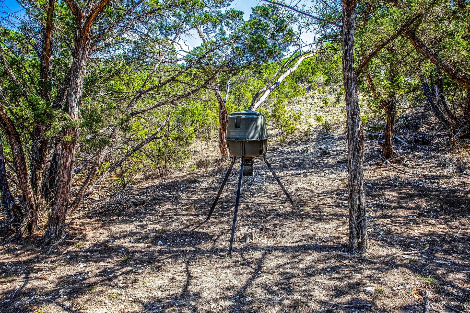                                                 A deer feeder near the Casita draws them by for a tasty snack! Lots of other birds and wildlife like to gather here, too.